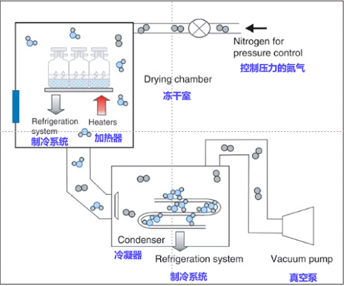 醫(yī)藥與食品凍干用真空泵有何差異